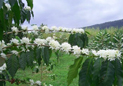  Coffee cherry and blossoms 