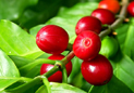  Coffee cherry and blossoms 