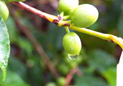  Coffee cherry and blossoms 
